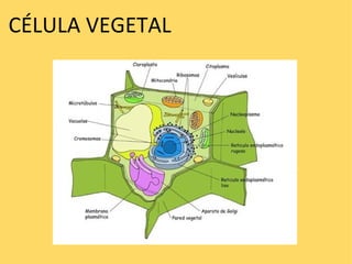 CÉLULA VEGETAL 