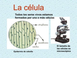 La célula
 Todos los seres vivos estamos
 formados por una o más células




                                  El tamaño de
                                  las células es
Epidermis de cebolla              microscópico
 