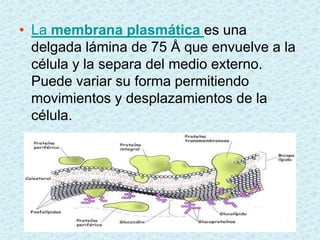 • La membrana plasmática es una
  delgada lámina de 75 Å que envuelve a la
  célula y la separa del medio externo.
  Puede variar su forma permitiendo
  movimientos y desplazamientos de la
  célula.
 