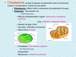 • Citoplasma es todo el espacio comprendido entre la membrana
  nuclear y la plasmática. Consta de dos partes
       • Hialoplasma.- Medio interno compuesto principalmente de agua.
       • Orgánulos.- Que pueden ser .
                  » Membranosos.
             – Retículo endoplasmático rugoso .-almacena y transporta
               proteínas
                  »                   y liso.-sintetiza y transporta lípidos
             – Aparato de gogi.-Crea:
             – Vacuolas, vesículas y lisosomas
             – Mitocondria.-Energía




            – Cloroplasto,.Crea Materia orgánica
                No Membranoso
              Citosqueleto
              Ribosomas.-síntesis de proteínas
 