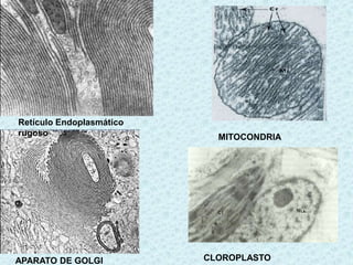 Retículo Endoplasmático
rugoso                      MITOCONDRIA




                          Aparato_golgi.jpg



APARATO DE GOLGI          CLOROPLASTO
 
