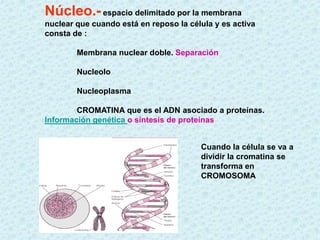 Núcleo.- espacio delimitado por la membrana
nuclear que cuando está en reposo la célula y es activa
consta de :

        Membrana nuclear doble. Separación

        Nucleolo

        Nucleoplasma

        CROMATINA que es el ADN asociado a proteínas.
Información genética o síntesis de proteínas


                                        Cuando la célula se va a
                                        dividir la cromatina se
                                        transforma en
                                        CROMOSOMA
 