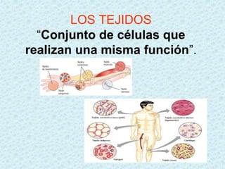LOS TEJIDOS
  “Conjunto de células que
realizan una misma función”.
 