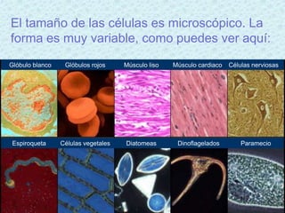 El tamaño de las células es microscópico. La
forma es muy variable, como puedes ver aquí:
Glóbulo blanco    Glóbulos rojos     Músculo liso   Músculo cardiaco   Células nerviosas




 Espiroqueta     Células vegetales   Diatomeas       Dinoflagelados        Paramecio
 