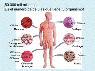 ¡50.000 mil millones!
¡Es el número de células que tiene tu organismo!


                                            Células
    Células
       Músculo                          Esófago


                                            Células
     Células
   Capa grasa
   del abdomen                           Cartílago

   Glóbulos
    blancos                                  Células
   Glóbulos
      rojos
               Células de                 Hueso
               la sangre
 