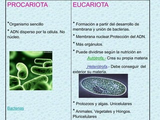 PROCARIOTA                         EUCARIOTA


*Organismo sencillo                * Formación a partir del desarrollo de
                                   membrana y unión de bacterias.
* ADN disperso por la célula. No
núcleo.                            * Membrana nuclear.Protección del ADN.
                                   * Más orgánulos.
                                   * Puede dividirse según la nutrición en
                                           Autótrofa.- Crea su propia materia

                                            Heterótrofa.- Debe conseguir del
                                   exterior su materia.




                                   * Protozoos y algas. Unicelulares
Bacterias
                                   * Animales, Vegetales y Hongos.
                                   Pluricelulares
 