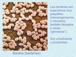 Las bacterias son
                      organismos muy
                      pequeños
                      (microorganismos
                      o microbios,
                      también llamados
                      a veces
                      “gérmenes”).

                      Son unicelulares
                      y procariotas.


Bacilos (bacterias)
 