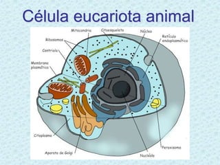 Célula eucariota animal
 