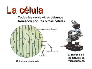 La célula El tamaño de las células es microscópico Todos los seres vivos estamos formados por una o más células Epidermis de cebolla 