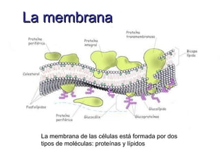 Célula eucariota animal Membrana Citoplasma Núcleo Retículo Endoplasmático Aparato de Golgi Ribosomas Mitocondrias Vacuola...