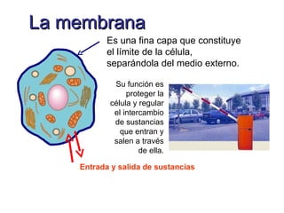 Un repaso a la estructura celular Las células eucariotas están constituidas por tres estructuras básicas: la membrana plas...