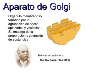 Aparato de GolgiAparato de Golgi
Camillo Golgi (1844-1926)
Orgánulo membranoso
formada por la
agrupación de sacos
aplanados y vesículas.
Se encarga de la
preparación y secreción
de sustancias
Se llama así en honor a
 