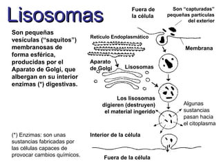 LisosomasLisosomas
Son pequeñas
vesículas (“saquitos”)
membranosas de
forma esférica,
producidas por el
Aparato de Golgi, que
albergan en su interior
enzimas (*) digestivas.
Interior de la célula
Fuera de
la célula
Fuera de la célula
Aparato
de Golgi Lisosomas
Los lisosomas
digieren (destruyen)
el material ingerido
Son “capturadas”
pequeñas partículas
del exterior
Algunas
sustancias
pasan hacia
el citoplasma
Membrana
Retículo Endoplasmático
(*) Enzimas: son unas
sustancias fabricadas por
las células capaces de
provocar cambios químicos.
 