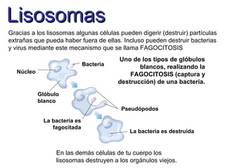 LisosomasLisosomas
Gracias a los lisosomas algunas células pueden digerir (destruir) partículas
extrañas que pueda haber fuera de ellas. Incluso pueden destruir bacterias
y virus mediante este mecanismo que se llama FAGOCITOSIS
Bacteria
Uno de los tipos de glóbulos
blancos, realizando la
FAGOCITOSIS (captura y
destrucción) de una bacteria.
La bacteria es
fagocitada
La bacteria es destruida
Glóbulo
blanco
Pseudópodos
Núcleo
En las demás células de tu cuerpo los
lisosomas destruyen a los orgánulos viejos.
 