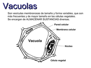 VacuolasVacuolas
Son vesículas membranosas de tamaño y forma variables, que son
más frecuentes y de mayor tamaño en las células vegetales.
Se encargan de ALMACENAR SUSTANCIAS diversas.
Pared celular
Membrana celular
Núcleo
Vacuola
Célula vegetal
 