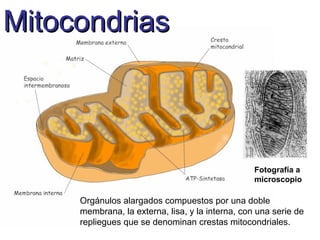 MitocondriasMitocondrias
Fotografía a
microscopio
Orgánulos alargados compuestos por una doble
membrana, la externa, lisa, y la interna, con una serie de
repliegues que se denominan crestas mitocondriales.
 