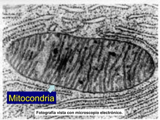 MitocondriaMitocondria
Fotografía vista con microscopio electrónico.
 