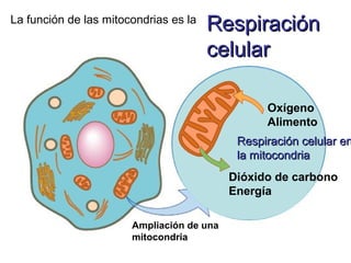 RespiraciónRespiración
celularcelular
La función de las mitocondrias es la
Ampliación de una
mitocondria
Oxígeno
Alimento
Dióxido de carbono
Energía
Respiración celular enRespiración celular en
la mitocondriala mitocondria
 