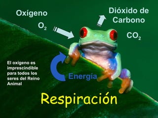 Respiración
Dióxido de
Carbono
Oxígeno
O2
CO2
Energía
El oxígeno es
imprescindible
para todos los
seres del Reino
Animal
 