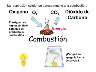 Combustión
Dióxido de
Carbono
Oxígeno O2 CO2
Energía
El oxígeno es
imprescindible
para que se
produzca la
combustión
La respiración celular se parece mucho a la combustión:
¿Por qué se
apaga la llama
de la vela?
 