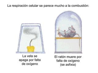 La vela se
apaga por falta
de oxígeno
La respiración celular se parece mucho a la combustión:
El ratón muere por
falta de oxígeno
(se asfixia)
 