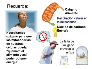 Oxígeno
Alimento
Recuerda:
Necesitamos
oxígeno para que
las mitocondrias
de nuestras
células puedan
“quemar” el
alimento y así
poder obtener
energía.
Respiración celular enRespiración celular en
la mitocondriala mitocondria
La falta de
oxígeno
provoca la
asfixia
Dióxido de carbono
Energía
 