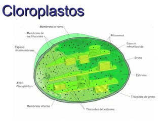 CloroplastosCloroplastos
 