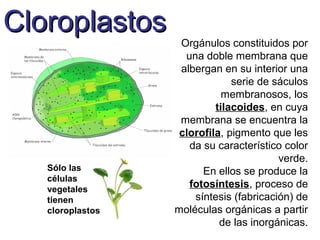 CloroplastosCloroplastos
Orgánulos constituidos por
una doble membrana que
albergan en su interior una
serie de sáculos
membranosos, los
tilacoides, en cuya
membrana se encuentra la
clorofila, pigmento que les
da su característico color
verde.
En ellos se produce la
fotosíntesis, proceso de
síntesis (fabricación) de
moléculas orgánicas a partir
de las inorgánicas.
Sólo las
células
vegetales
tienen
cloroplastos
 