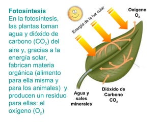 Fotosíntesis
En la fotosíntesis,
las plantas toman
agua y dióxido de
carbono (CO2) del
aire y, gracias a la
energía solar,
fabrican materia
orgánica (alimento
para ella misma y
para los animales) y
producen un residuo
para ellas: el
oxígeno (O2)
Oxígeno
O2
Agua y
sales
minerales
Dióxido de
Carbono
CO2
Energía
de
la
luz
solar
 