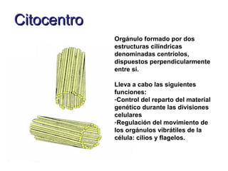 CitocentroCitocentro
Orgánulo formado por dos
estructuras cilíndricas
denominadas centríolos,
dispuestos perpendicularmente
entre sí.
Lleva a cabo las siguientes
funciones:
-Control del reparto del material
genético durante las divisiones
celulares
-Regulación del movimiento de
los orgánulos vibrátiles de la
célula: cilios y flagelos.
 