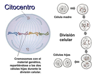 CitocentroCitocentro
Cromosomas
con el material
genético,
repartiéndose a
las dos células
hijas durante la
división celular.
Cromosomas con el
material genético,
repartiéndose a las dos
células hijas durante la
división celular.
Célula madre
Células hijas
División
celular
 