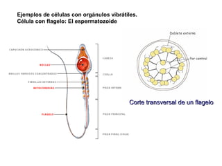 Ejemplos de células con orgánulos vibrátiles.
Célula con flagelo: El espermatozoide
Corte transversal de un flageloCorte transversal de un flagelo
 