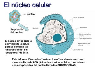 El núcleo celularEl núcleo celular
Núcleo
Ampliación
del núcleo
El núcleo dirige toda la
actividad de la célula
porque contiene las
“instrucciones” o el
“programa” de ésta.
Esta información con las “instrucciones” se almacena en una
molécula llamada ADN (ácido desoxirribonucleico), que está en
unos corpúsculos del núcleo llamados CROMOSOMAS.
 
