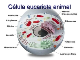 Célula eucariota animalCélula eucariota animal
Membrana
Citoplasma
Núcleo
Retículo
Endoplasmático
Aparato de Golgi
Ribosomas
Mitocondrias
Vacuola
Lisosoma
Citocentro
 