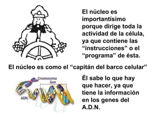 El núcleo es
importantísimo
porque dirige toda la
actividad de la célula,
ya que contiene las
“instrucciones” o el
“programa” de ésta.
El núcleo es como el “capitán del barco celular”
Él sabe lo que hay
que hacer, ya que
tiene la información
en los genes del
A.D.N.
 