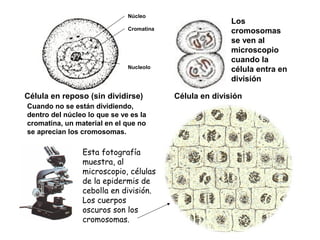 Célula en reposo (sin dividirse) Célula en división
Los
cromosomas
se ven al
microscopio
cuando la
célula entra en
división
Núcleo
Cromatina
Nucleolo
Esta fotografía
muestra, al
microscopio, células
de la epidermis de
cebolla en división.
Los cuerpos
oscuros son los
cromosomas.
Cuando no se están dividiendo,
dentro del núcleo lo que se ve es la
cromatina, un material en el que no
se aprecian los cromosomas.
 