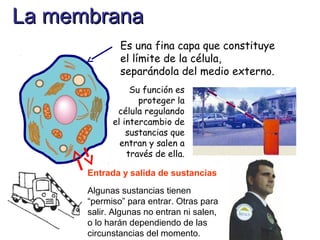 Es una fina capa que constituye
el límite de la célula,
separándola del medio externo.
Su función es
proteger la
célula regulando
el intercambio de
sustancias que
entran y salen a
través de ella.
Entrada y salida de sustancias
Algunas sustancias tienen
“permiso” para entrar. Otras para
salir. Algunas no entran ni salen,
o lo harán dependiendo de las
circunstancias del momento.
La membranaLa membrana
 