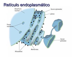 Retículo endoplasmáticoRetículo endoplasmático
 