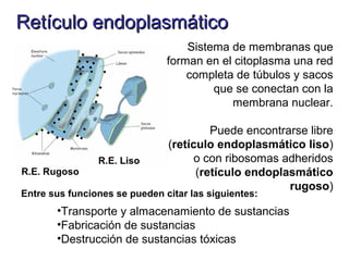 Retículo endoplasmáticoRetículo endoplasmático
Sistema de membranas que
forman en el citoplasma una red
completa de túbulos y sacos
que se conectan con la
membrana nuclear.
Puede encontrarse libre
(retículo endoplasmático liso)
o con ribosomas adheridos
(retículo endoplasmático
rugoso)
R.E. Rugoso
R.E. Liso
Entre sus funciones se pueden citar las siguientes:
•Transporte y almacenamiento de sustancias
•Fabricación de sustancias
•Destrucción de sustancias tóxicas
 