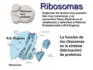 RibosomasRibosomas
Orgánulos de tamaño muy pequeño.
Son muy numerosos, y se
encuentran libres (flotando en el
citoplasma) o adheridos al Retículo
Endoplasmático (R.E.Rugoso)
Ribosoma
muy
ampliado
R.E. Rugoso
Ribosomas
La función de
los ribosomas
es la síntesis
(fabricación)
de proteínas
 
