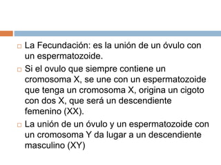  La Fecundación: es la unión de un óvulo con
un espermatozoide.
 Si el ovulo que siempre contiene un
cromosoma X, se une con un espermatozoide
que tenga un cromosoma X, origina un cigoto
con dos X, que será un descendiente
femenino (XX).
 La unión de un óvulo y un espermatozoide con
un cromosoma Y da lugar a un descendiente
masculino (XY)
 