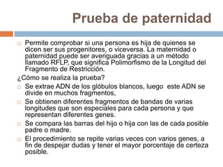 Prueba de paternidad
 Permite comprobar si una persona es hija de quienes se
dicen ser sus progenitores, o viceversa. La maternidad o
paternidad puede ser averiguada gracias a un método
llamado RFLP, que significa Polimorfismo de la Longitud del
Fragmento de Restricción.
¿Cómo se realiza la prueba?
 Se extrae ADN de los glóbulos blancos, luego este ADN se
divide en muchos fragmentos,
 Se obtienen diferentes fragmentos de bandas de varias
longitudes que son especiales para cada persona y que
representan diferentes genes.
 Se compara las barras del hijo o hija con las de cada posible
padre o madre.
 El procedimiento se repite varias veces con varios genes, a
fin de despejar dudas y tener el mayor porcentaje de certeza
posible.
 