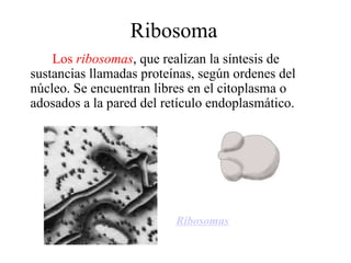 La Celula | PPT