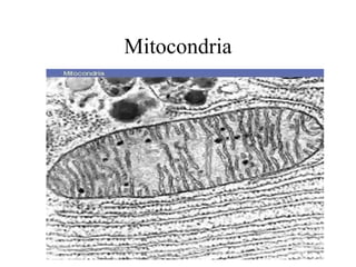 Mitocondria 
