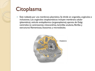 Citoplasma
   Está rodeado por una membrana plasmática. Se divide en organelas, orgánulos e
    inclusiones. Los orgánulos citoplasmáticos incluyen membrana celular
    (plasmática), retículo endoplásmico (ergastoplasma), aparato de Golgi,
    centriolos (o centrosoma), mitocondrias, laminillas anulares, fibrillas y
    estructuras filamentosas, lisosomas y microtúbulos.
 