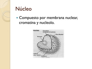 Núcleo
   Compuesto por membrana nuclear,
    cromatina y nucleolo.
 