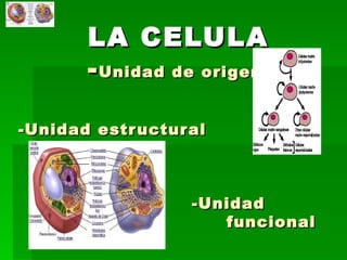 LA CELULA - Unidad de origen   -Unidad estructural    -Unidad  funcional 