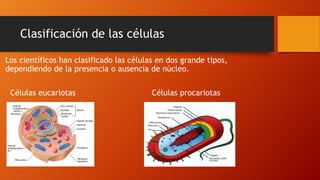 Clasificación de las células
Los científicos han clasificado las células en dos grande tipos,
dependiendo de la presencia o ausencia de núcleo.
Células eucariotas Células procariotas
 