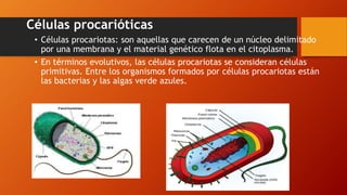 Células procarióticas
• Células procariotas: son aquellas que carecen de un núcleo delimitado
por una membrana y el material genético flota en el citoplasma.
• En términos evolutivos, las células procariotas se consideran células
primitivas. Entre los organismos formados por células procariotas están
las bacterias y las algas verde azules.
 