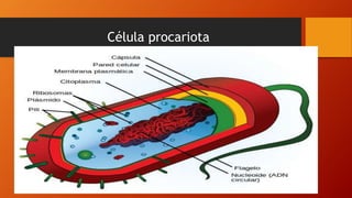 Célula procariota
 